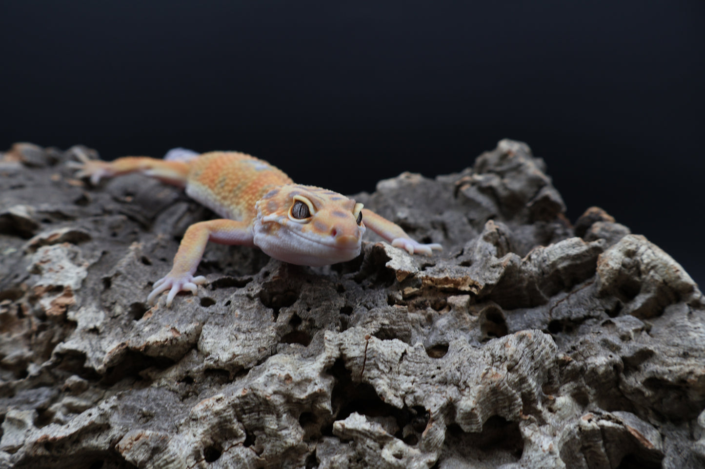 Male Super Giant Mandarian Blood Emerine White Spot 100% het Tremper