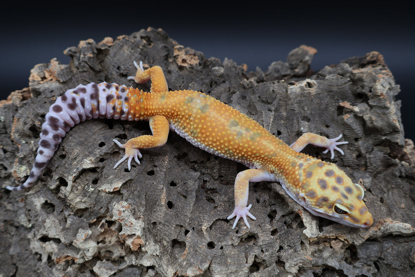Male Super Giant Mandarin Blood Emerine 100% het Tremper Albino