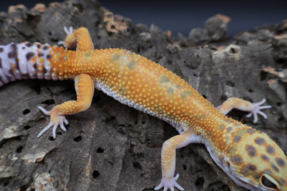 Male Super Giant Mandarin Blood Emerine 100% het Tremper Albino