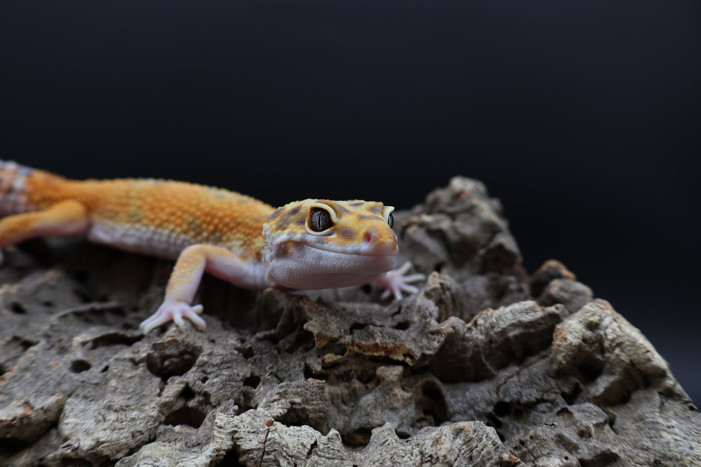 Male Super Giant Mandarin Blood Emerine 100% het Tremper Albino