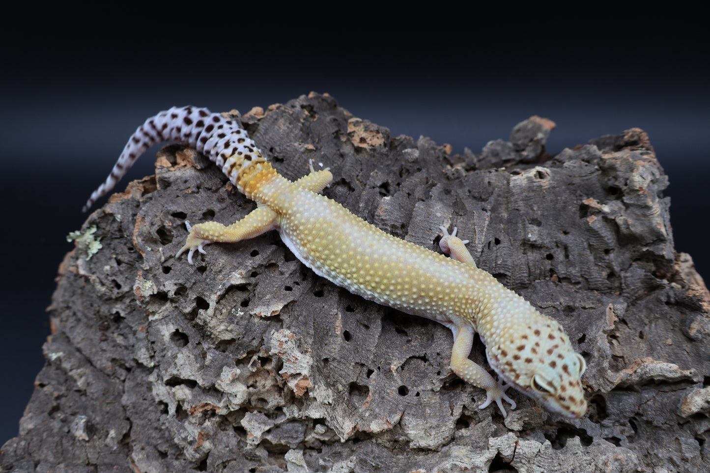Female Blood Bold Super Hypo (10" long; ovulating)