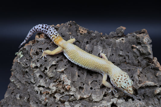 Female Blood Bold Super Hypo (10" long; ovulating)