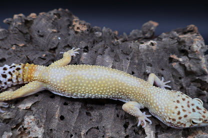 Female Blood Bold Super Hypo (10" long; ovulating)
