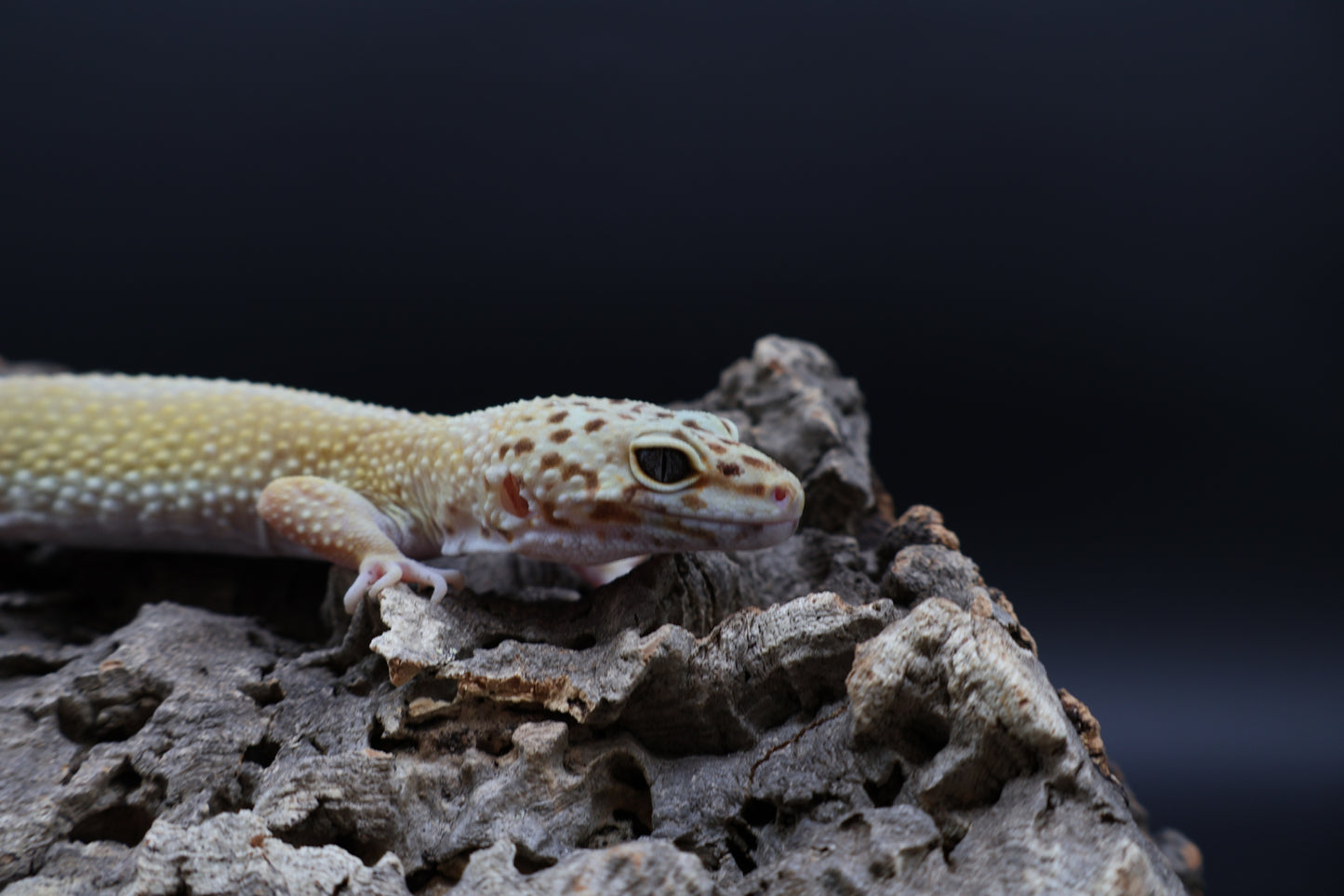 Female Blood Bold Super Hypo (10" long; ovulating)