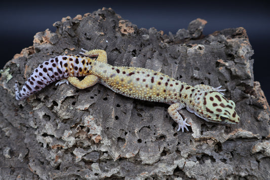 Female Blood Fasciolatus