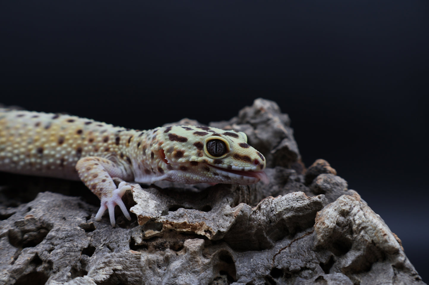 Female Blood Fasciolatus