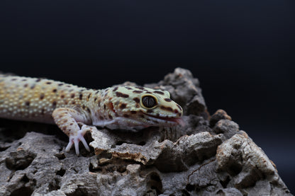 Female Blood Fasciolatus
