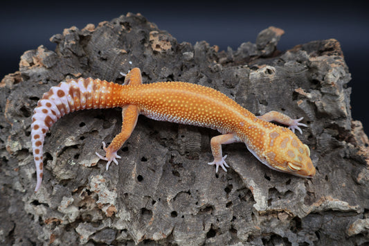 Female Clown Inferno Emerine Tremper Albino