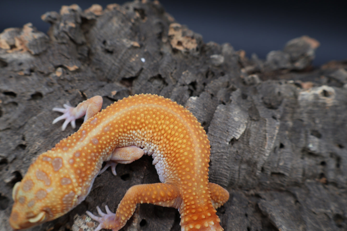 Female Clown Inferno Emerine Tremper Albino