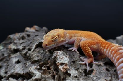Female Clown Inferno Emerine Tremper Albino