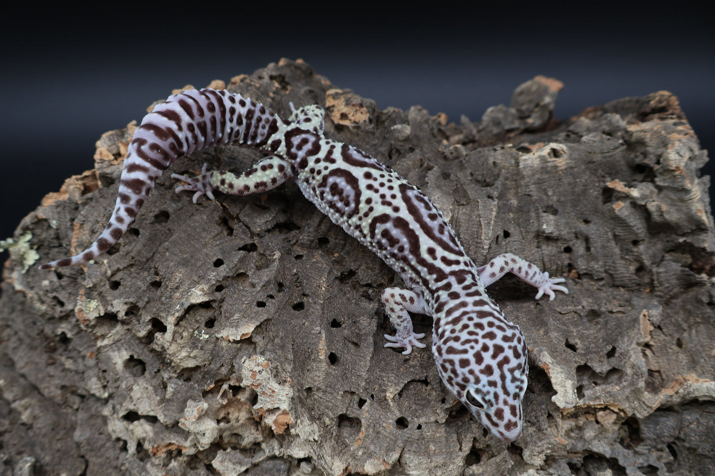 Male 50% Black Night 50% Macularius Mack Snow