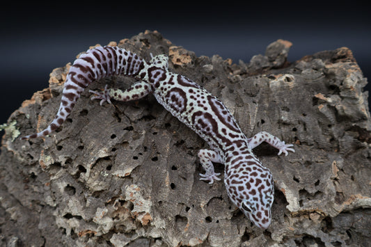 Male 50% Black Night 50% Macularius Mack Snow