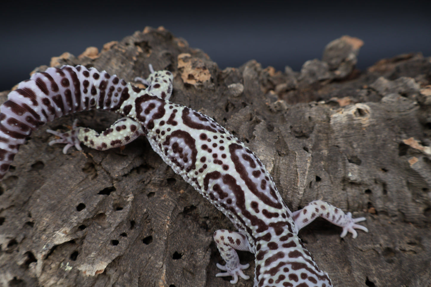 Male 50% Black Night 50% Macularius Mack Snow