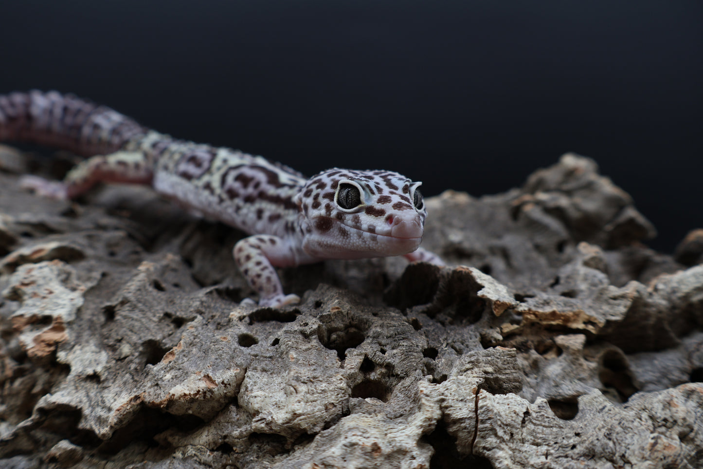 Male 50% Black Night 50% Macularius Mack Snow