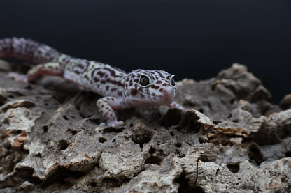 Male 50% Black Night 50% Macularius Mack Snow