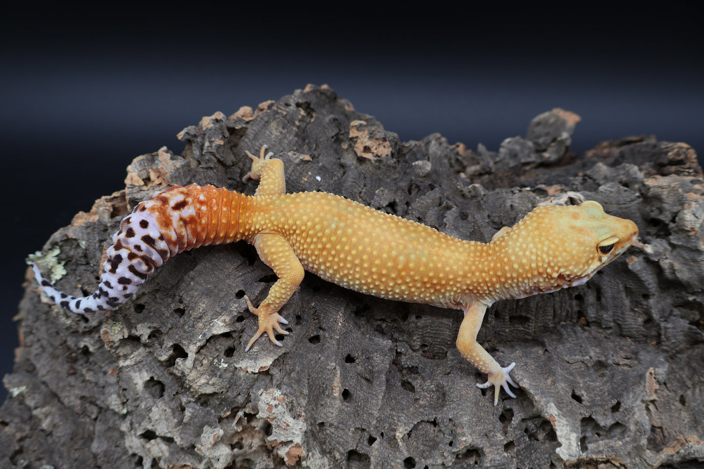 Female Clown Blood Mandarin Emerine Super Hypo