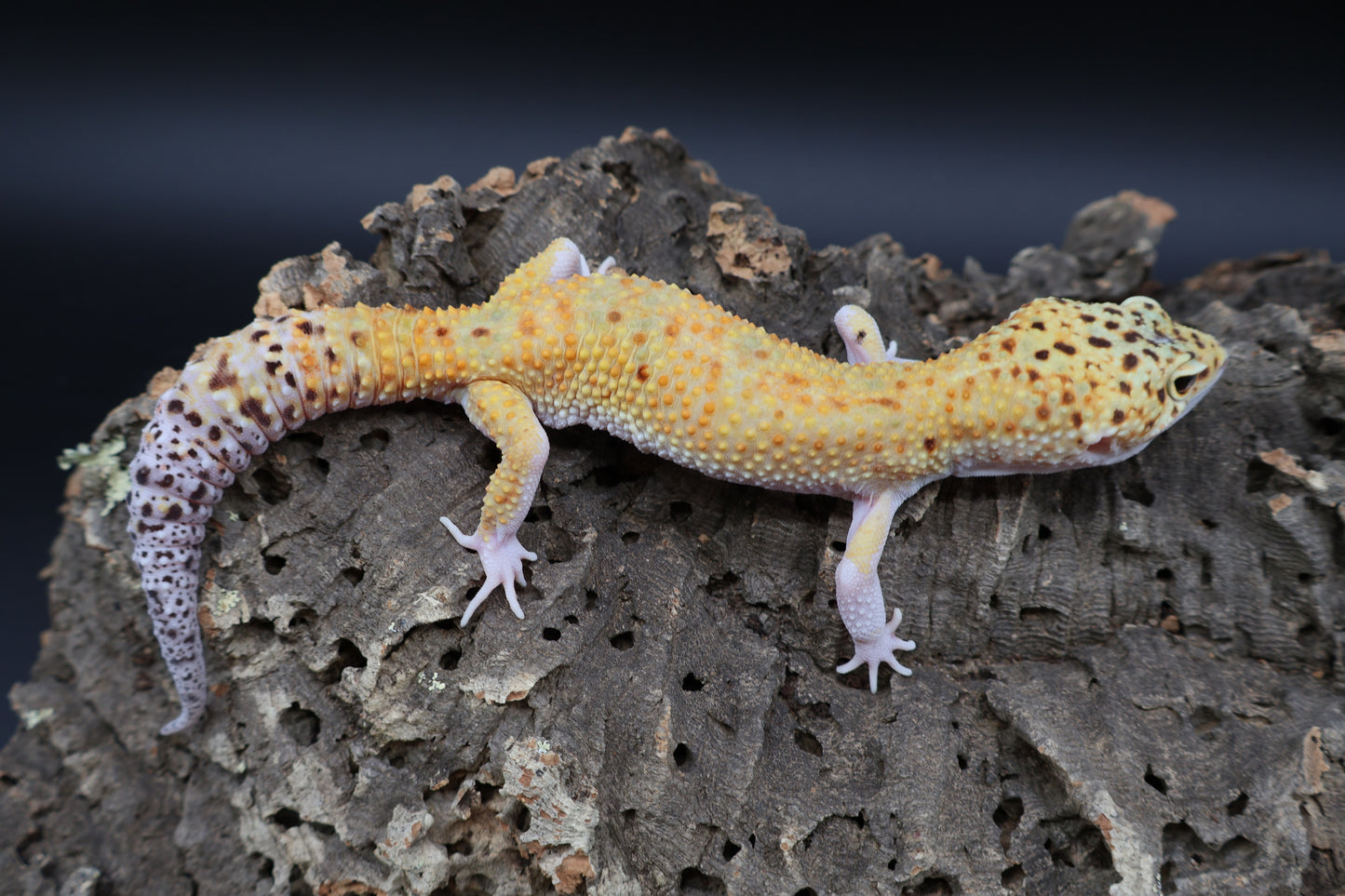 Male Super Giant Blood Eclipse 100% het Bell Albino
