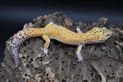 Male Super Giant Blood Eclipse 100% het Bell Albino