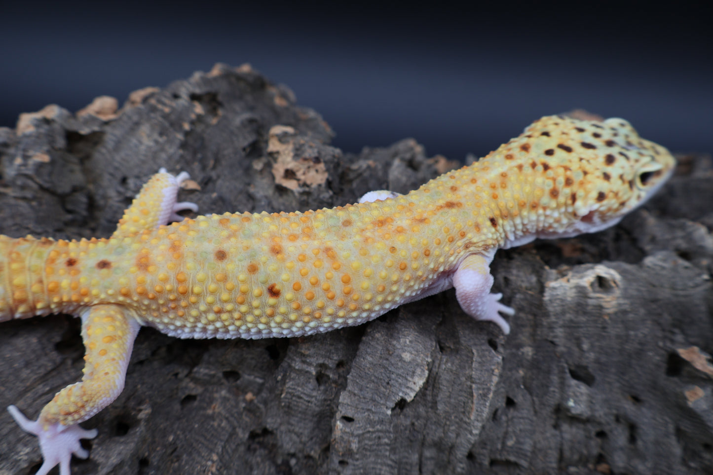 Male Super Giant Blood Eclipse 100% het Bell Albino