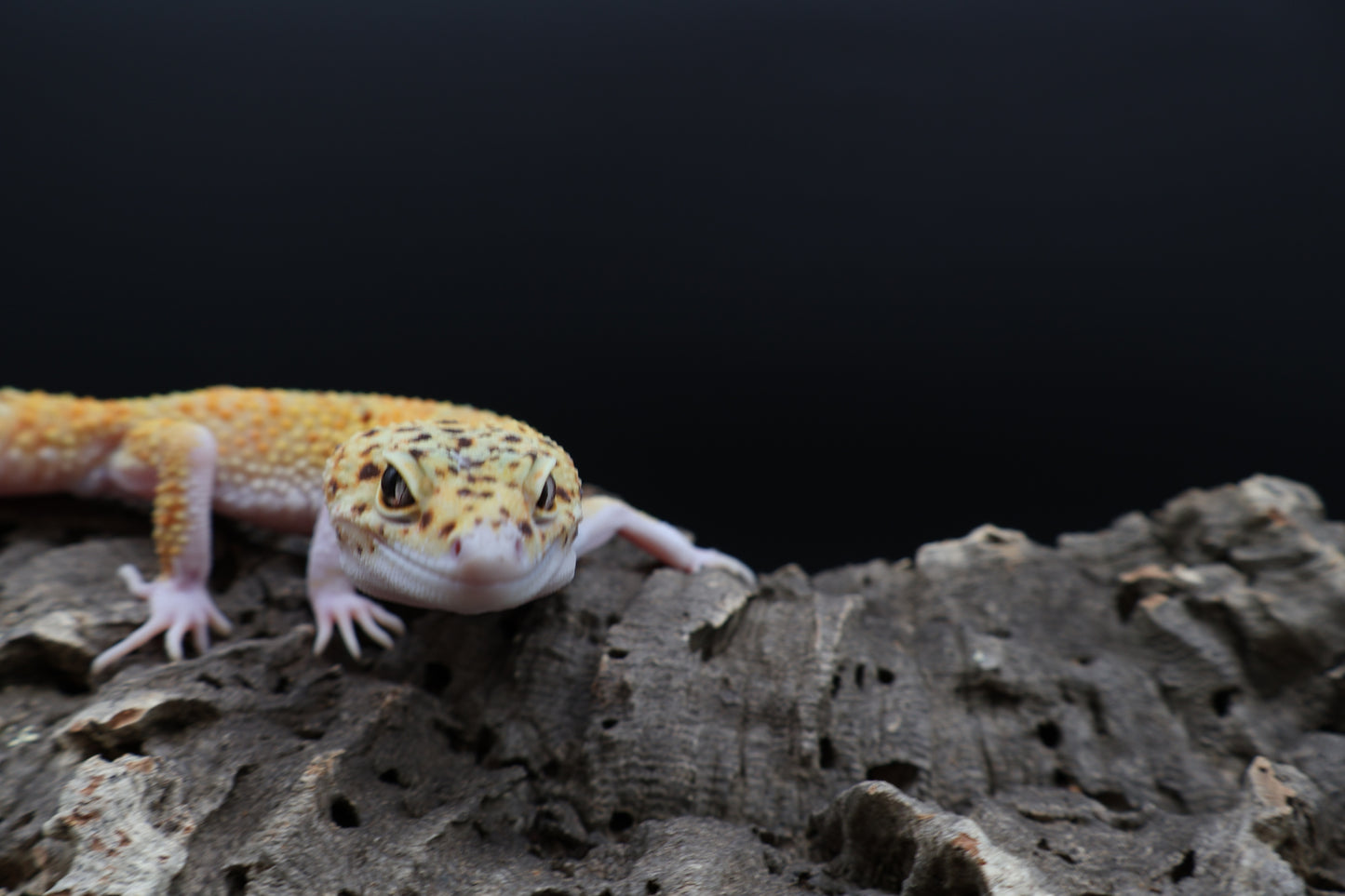 Male Super Giant Blood Eclipse 100% het Bell Albino