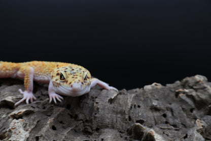 Male Super Giant Blood Eclipse 100% het Bell Albino