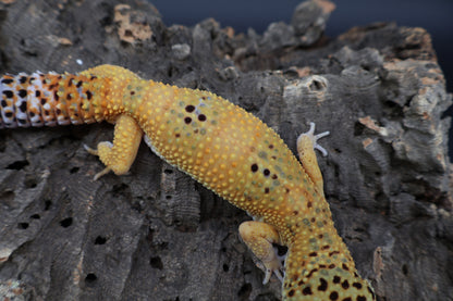 Male Giant Blood Bold Emerine