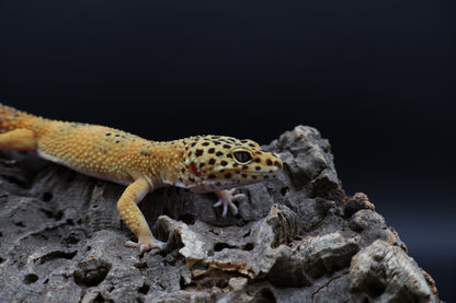 Male Giant Blood Bold Emerine