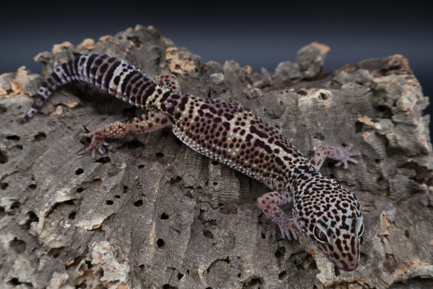 Female 50% Black Night 50% Macularius (ovulating)