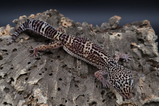 Female 50% Black Night 50% Macularius (ovulating)