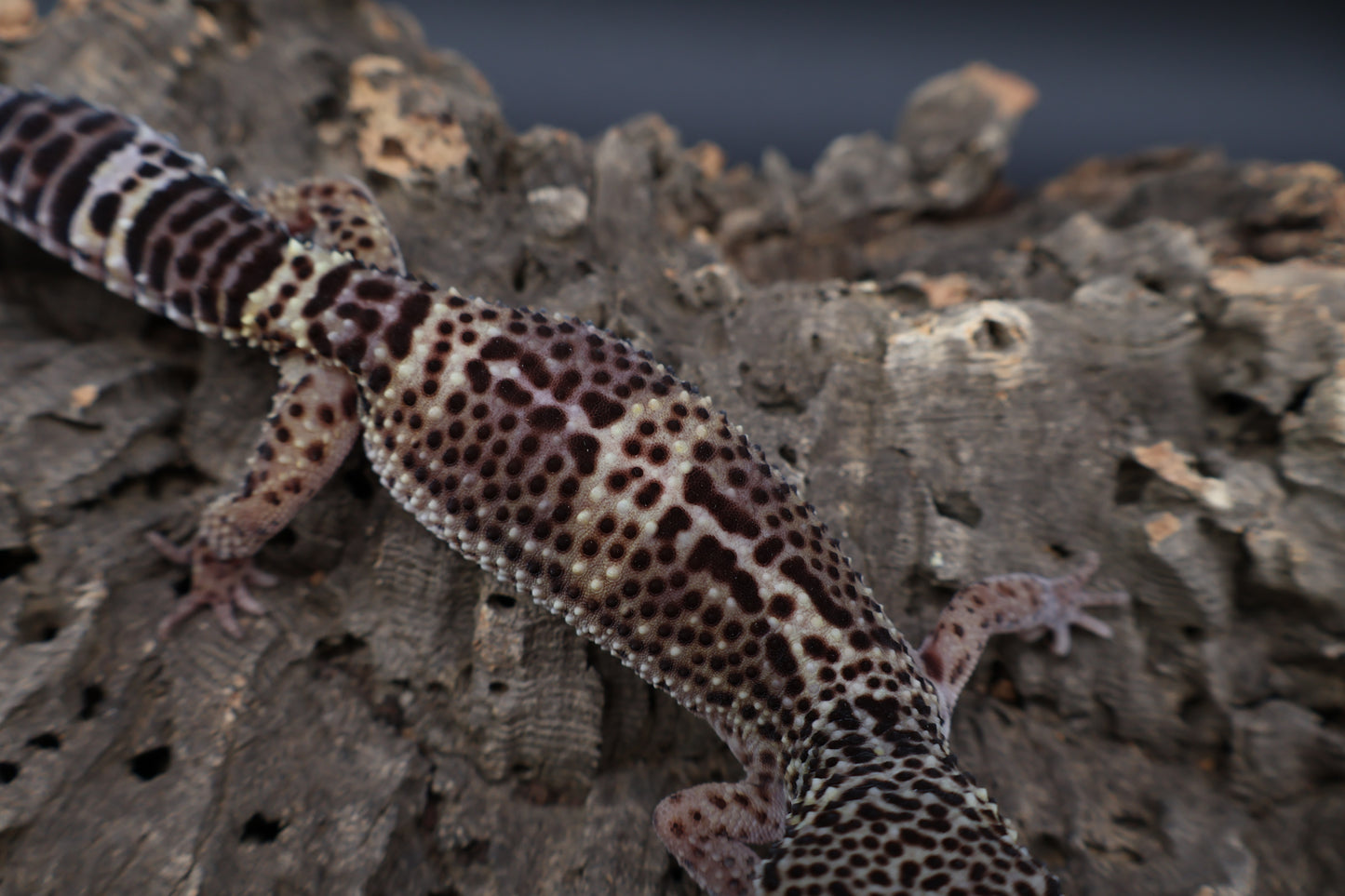 Female 50% Black Night 50% Macularius (ovulating)