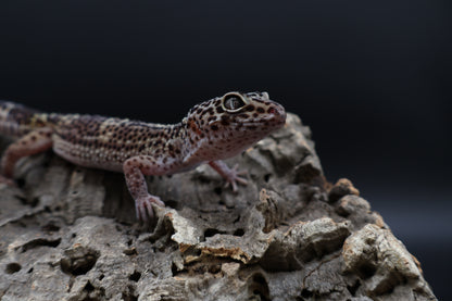 Female 50% Black Night 50% Macularius (ovulating)