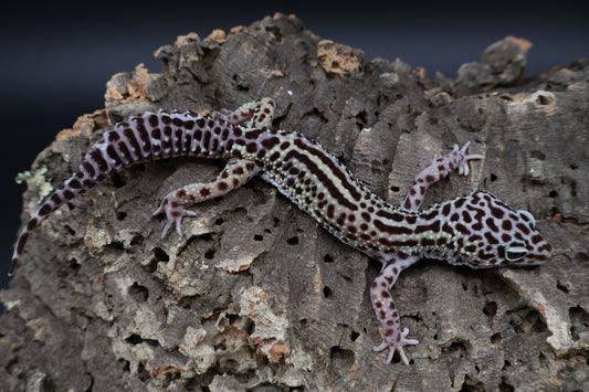 Male 50% Black Night 50% Macularius Mack Snow (small for age)