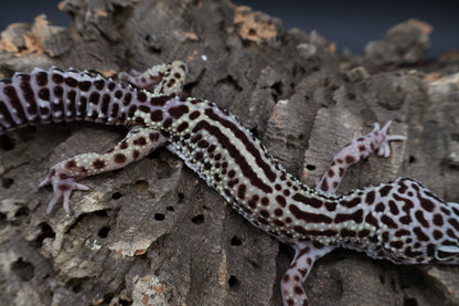 Male 50% Black Night 50% Macularius Mack Snow (small for age)