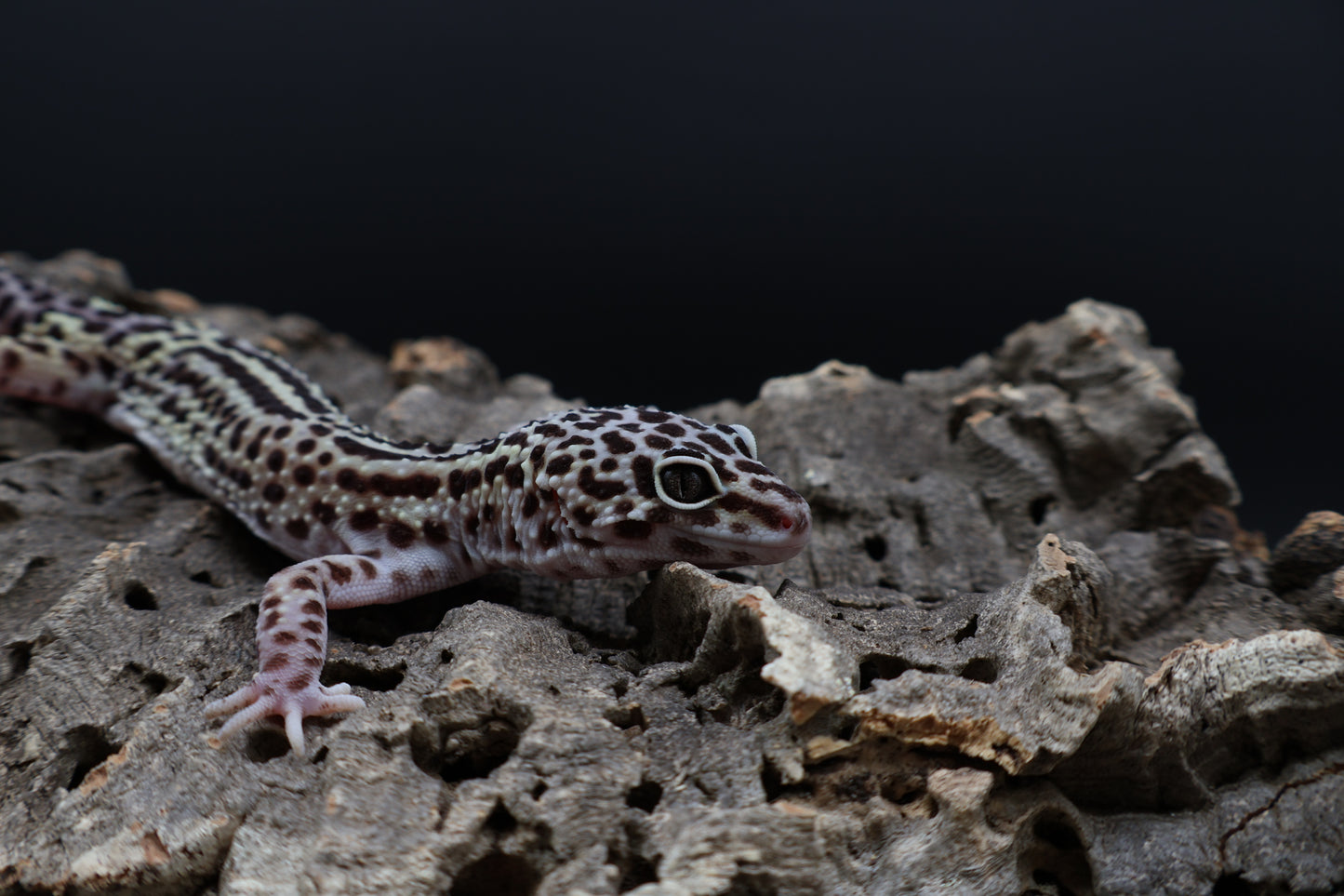 Male 50% Black Night 50% Macularius Mack Snow (small for age)