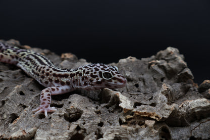 Male 50% Black Night 50% Macularius Mack Snow (small for age)