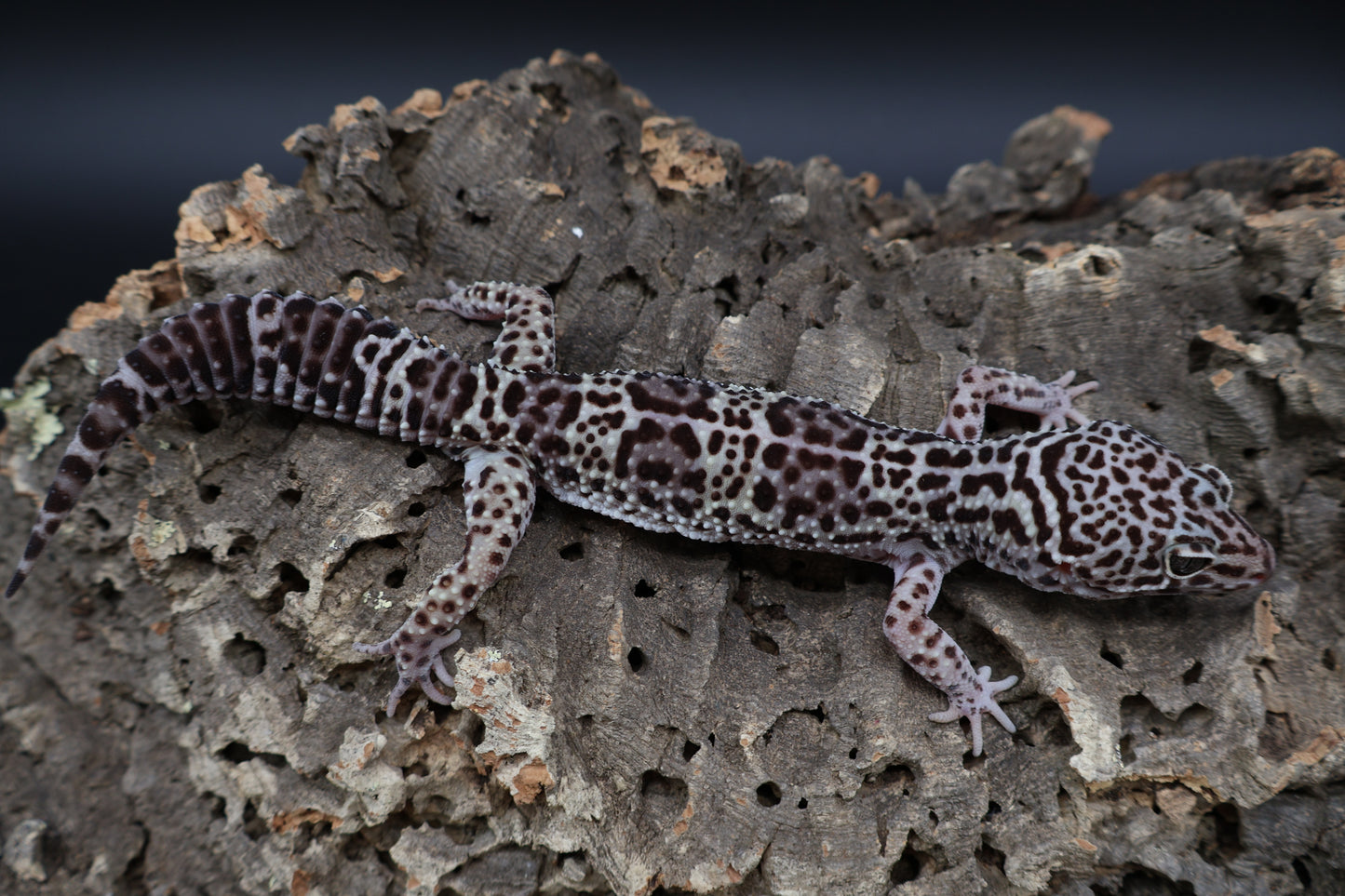 Male 50% Black Night 50% Macularius Mack Snow