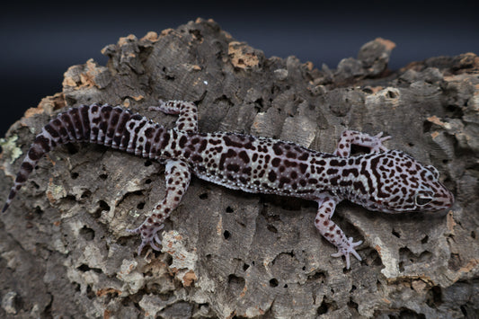 Male 50% Black Night 50% Macularius Mack Snow