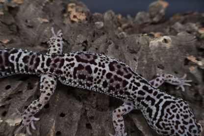 Male 50% Black Night 50% Macularius Mack Snow