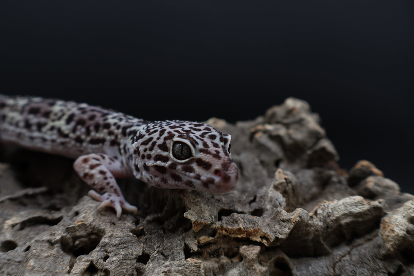 Male 50% Black Night 50% Macularius Mack Snow
