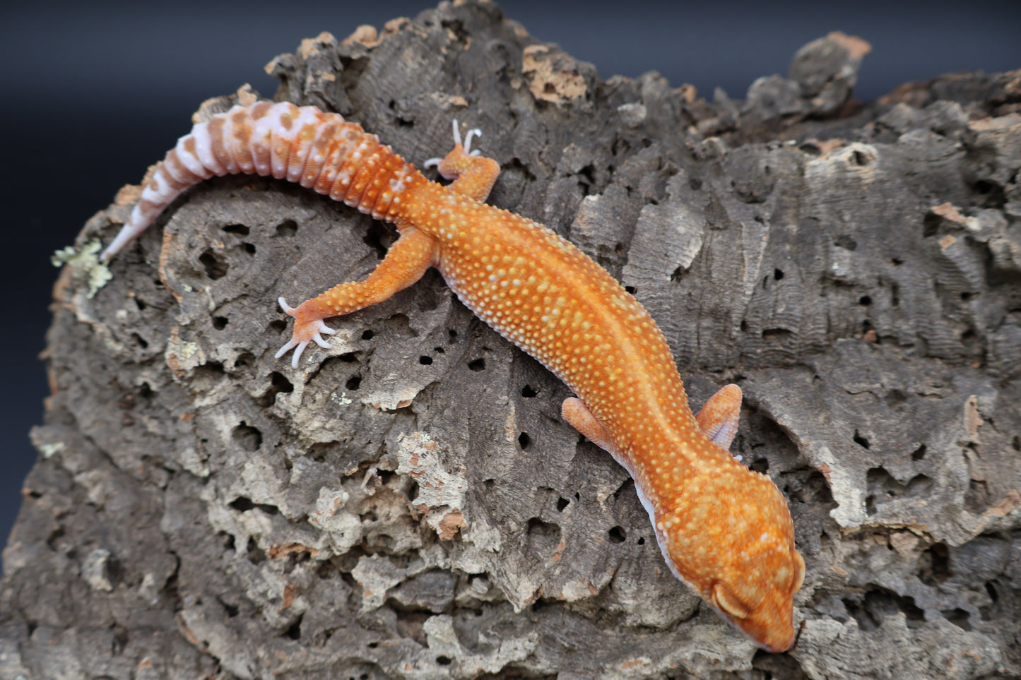 Female Mandarin Inferno Red Stripe Emerine Tremper Albino