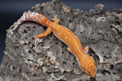 Female Mandarin Inferno Red Stripe Emerine Tremper Albino