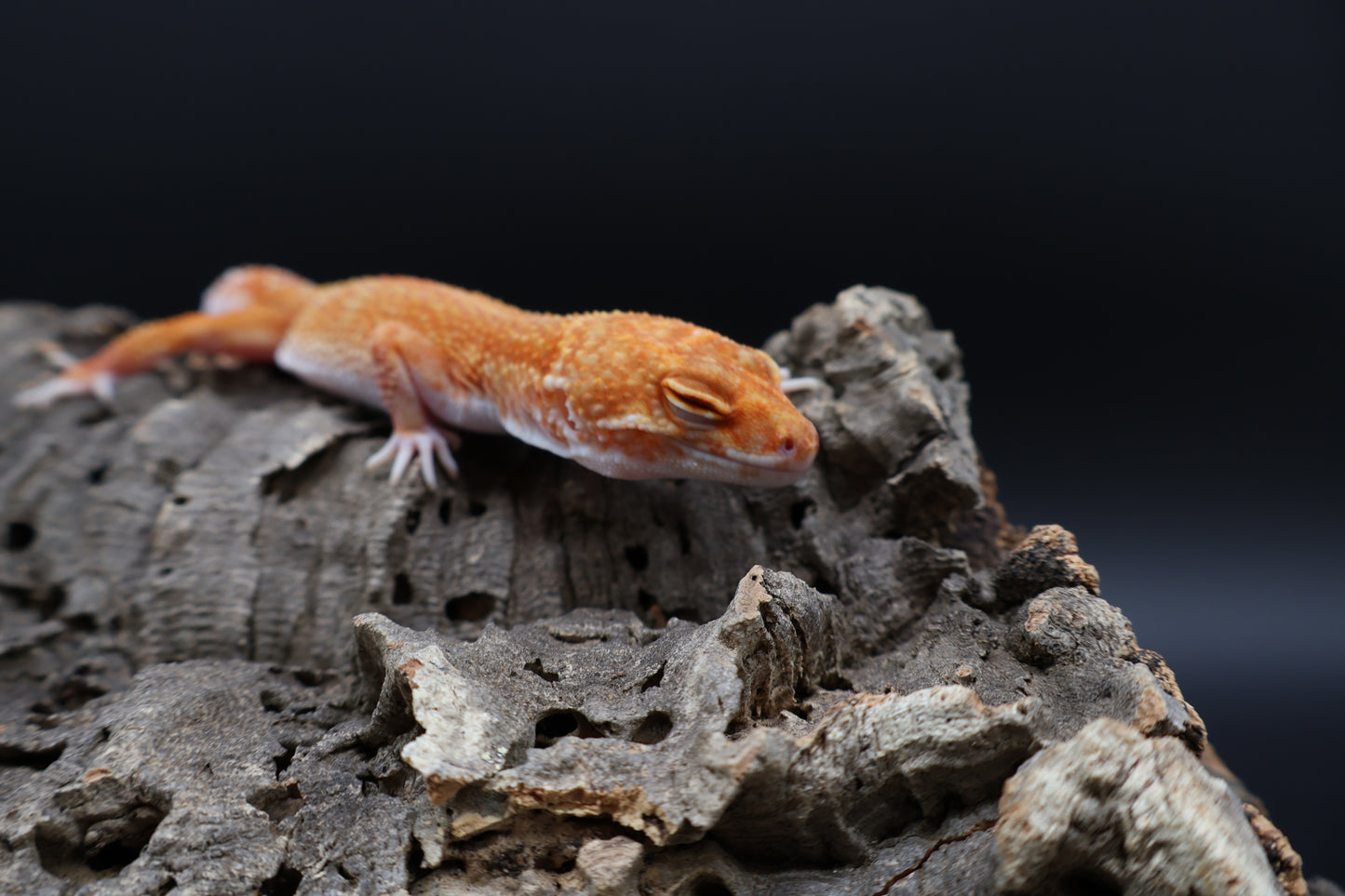 Female Mandarin Inferno Red Stripe Emerine Tremper Albino