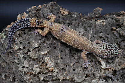 Female Black Night Tangerine Tornado (ovulating)