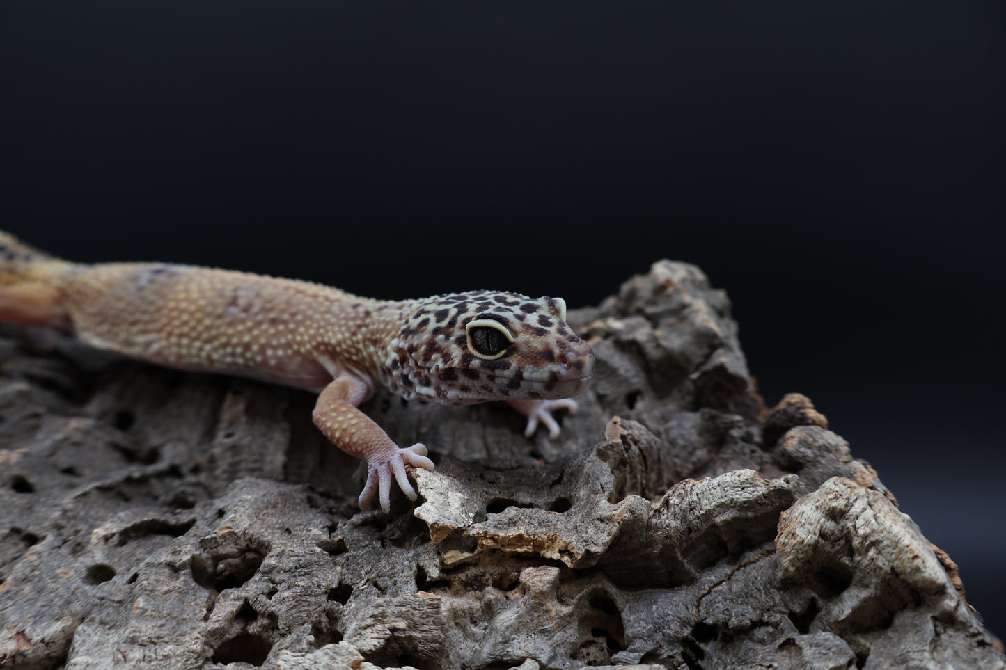 Female Black Night Tangerine Tornado (ovulating)
