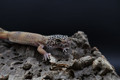 Female Black Night Tangerine Tornado (ovulating)