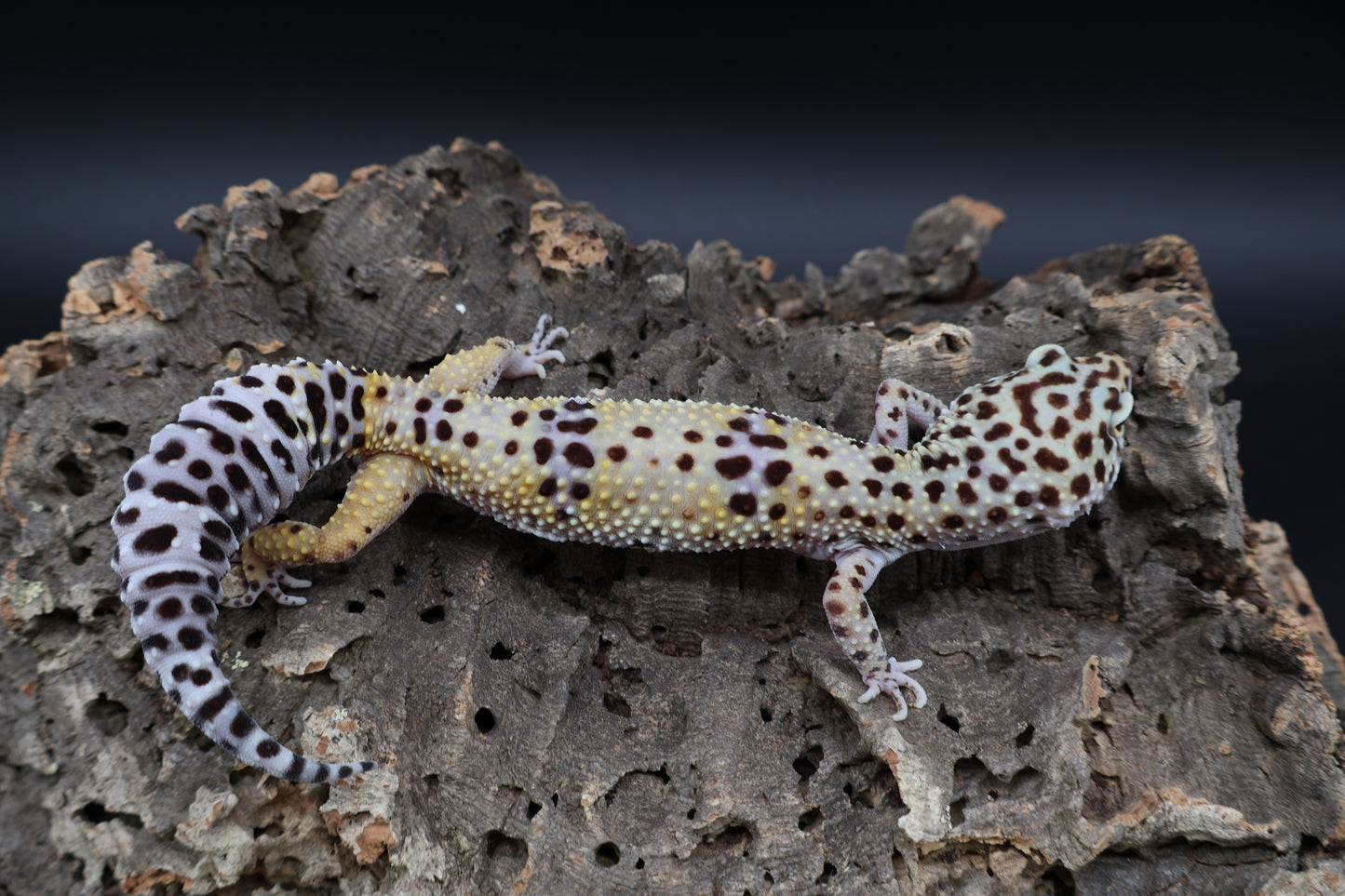 Female Bold