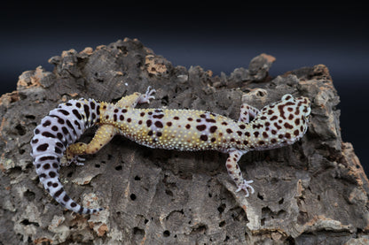 Female Bold