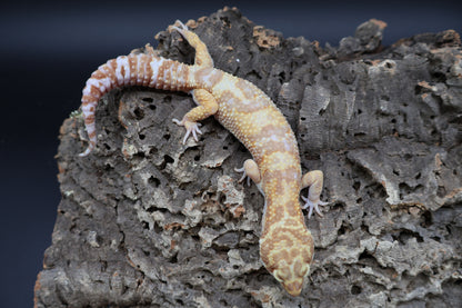 Male Tangerine Extreme Bold Halloween Mask Bandit Jungle Tremper Albino
