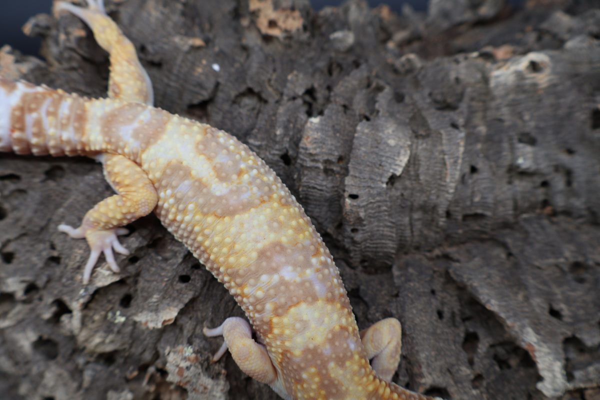Male Tangerine Extreme Bold Halloween Mask Bandit Jungle Tremper Albino