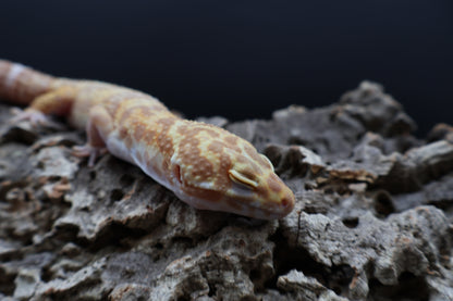 Male Tangerine Extreme Bold Halloween Mask Bandit Jungle Tremper Albino